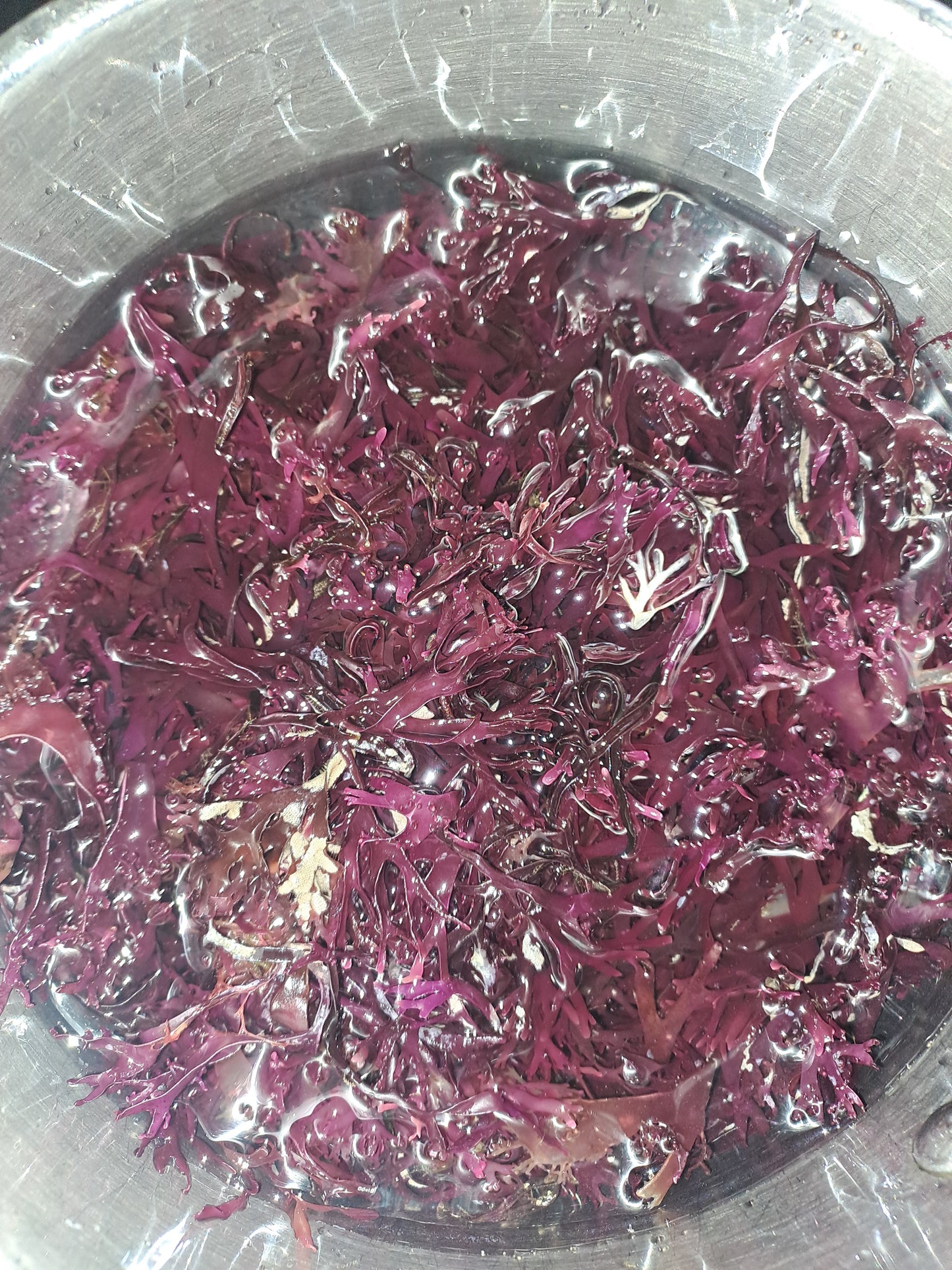 REGAIN Purple Irish Sea Moss Gel